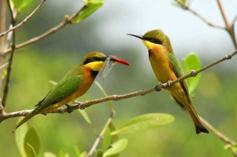 The Gambia International Bird Festival October 2016